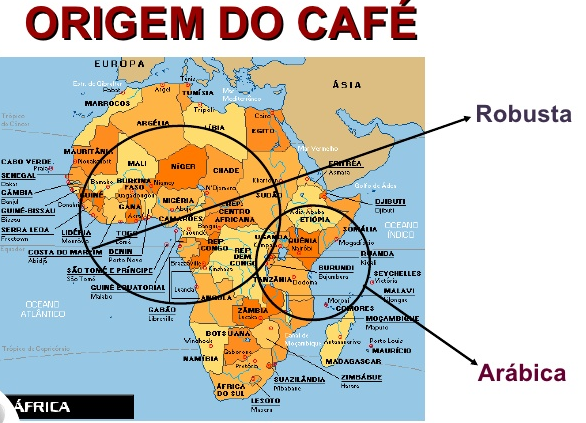 mapa infográfico que ilustra a origem geográfica das duas principais espécies de café: Arábica e Robusta. O map
