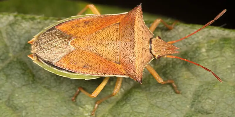 uma fotografia macro de um percevejo-barriga-verde (Diceraeus melacanthus) pousado sobre uma folha verde. O in