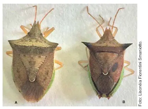 uma comparação visual entre dois espécimes de percevejos, rotulados como ‘A’ e ‘B’, sobre um fundo claro e neu