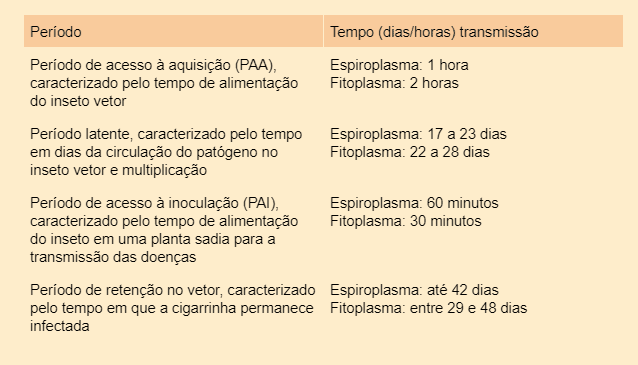 tabela informativa que detalha os diferentes períodos do ciclo de transmissão de doenças por um inseto