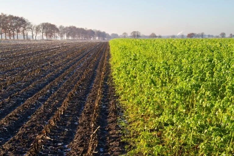 uma paisagem agrícola que contrasta duas práticas de manejo do solo lado a lado. À esquerda, um campo recém-co