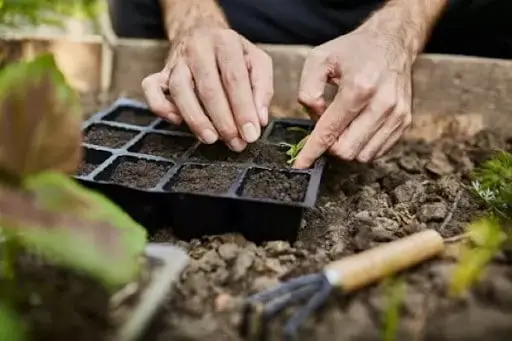 close-up das mãos de uma pessoa realizando o plantio de uma pequena muda em uma sementeira de plástico pret