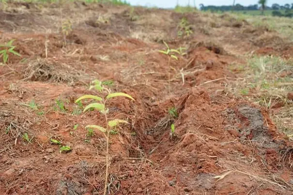 campo agrícola em fase inicial de cultivo, com foco em mudas recém-plantadas. O solo, de coloração avermelh