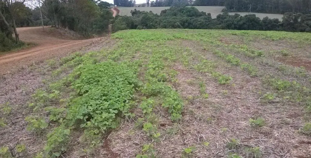 uma lavoura em estágio inicial de desenvolvimento, provavelmente de soja, sob o sistema de plantio direto, evi