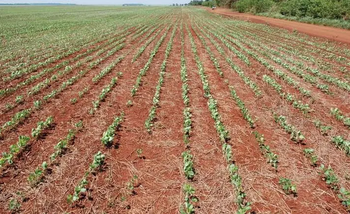 uma vasta lavoura em seu estágio inicial de desenvolvimento. Fileiras perfeitamente alinhadas de plantas joven