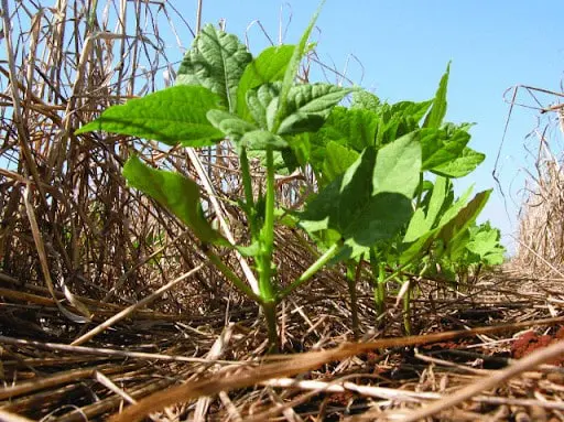 uma fileira de plantas jovens, provavelmente soja ou feijão, em seu estágio inicial de desenvolvimento. As pla