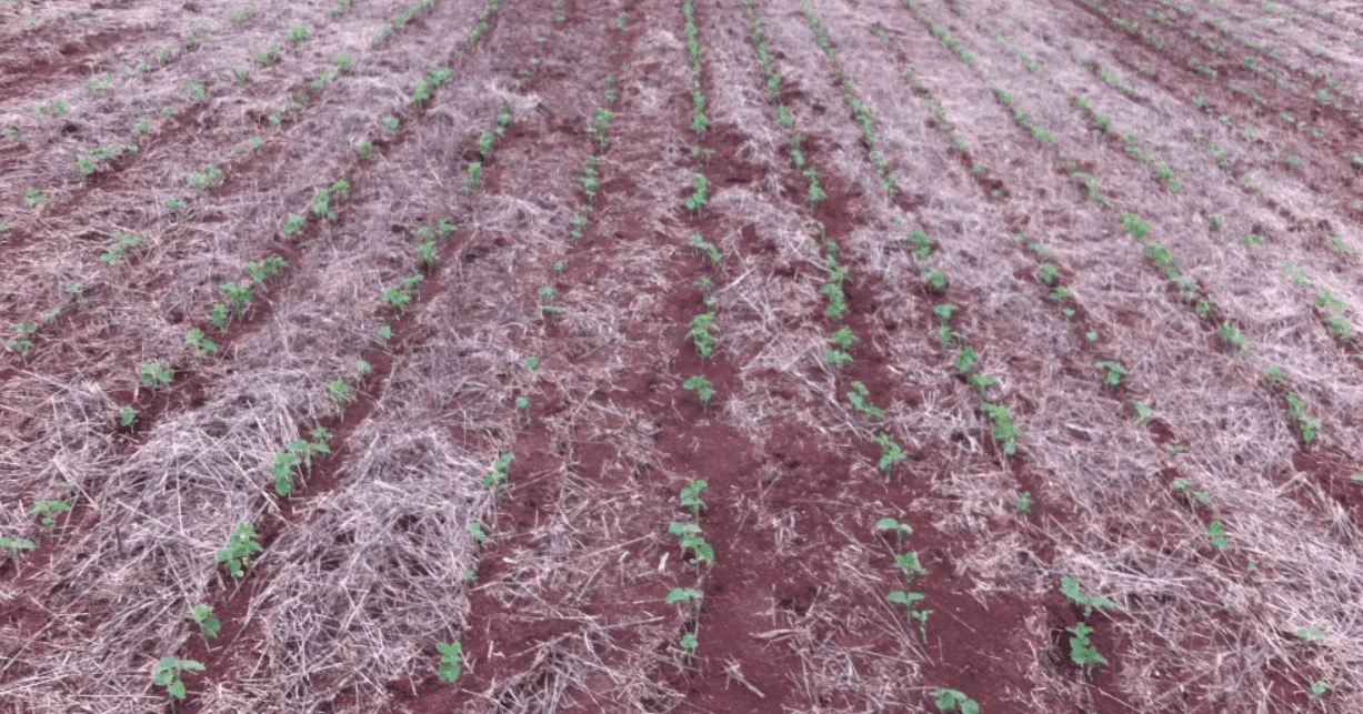 uma lavoura em seu estágio inicial de desenvolvimento, caracterizada pela emergência das plântulas. Pequenas p