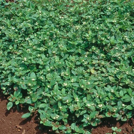 uma cobertura densa de poaia-branca (Richardia brasiliensis), uma planta daninha comum em lavouras brasileiras