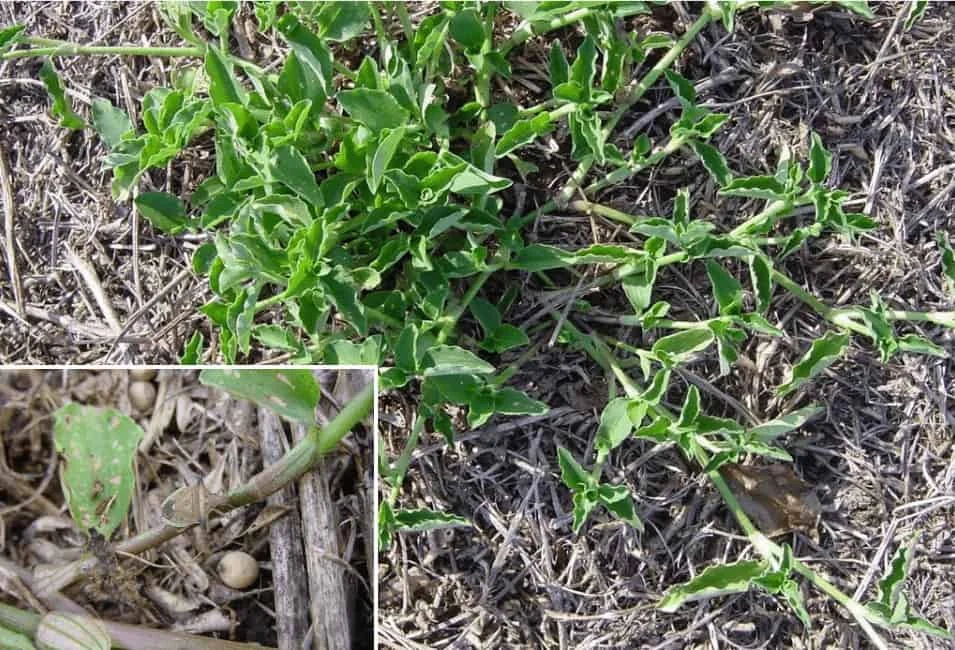 composição que exibe a planta daninha conhecida como poaia-branca (Richardia brasiliensis). A foto principal m