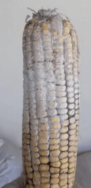 uma espiga de milho em close-up, severamente afetada por uma contaminação fúngica. Uma camada espessa e esbran