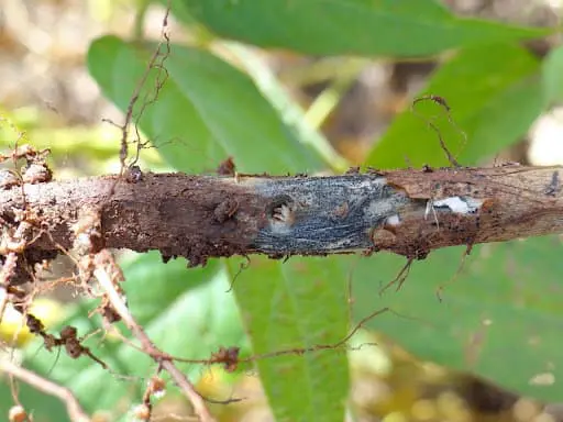 close-up do caule e da raiz de uma planta de soja, evidenciando sintomas avançados de uma doença fúngica,