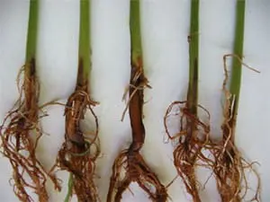 close-up cinco colmos (caules) e sistemas radiculares de plantas jovens, provavelmente de uma cultura de gr