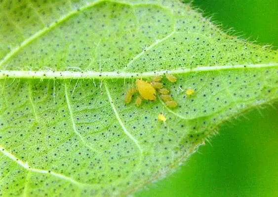 uma visão macro da parte inferior de uma folha de planta, provavelmente de soja, infestada por pulgões. No cen