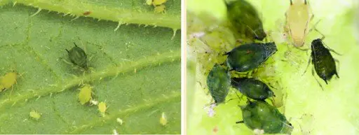 Esta imagem é um díptico que exibe uma infestação de pulgões em uma planta com riqueza de detalhes. No painel esquerdo, vemos