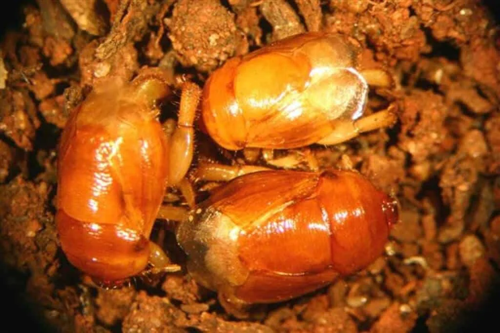 uma fotografia macro de três pupas de inseto, provavelmente do coró-da-soja (Migdolus fryanus), uma praga agrí