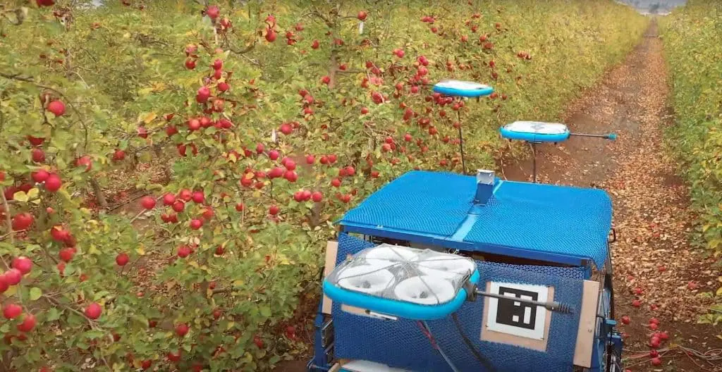 robô agrícola autônomo de cor azul operando no corredor de um pomar de maçãs. O veículo está equipado com m