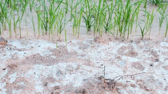 close-up de uma lavoura em estágio inicial, possivelmente de arroz, onde as plantas jovens e verdes contras
