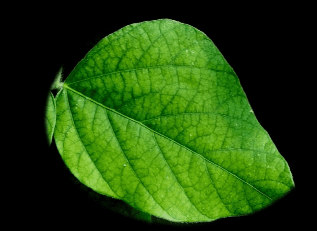 close-up detalhado de uma única folha verde, possivelmente de soja, isolada contra um fundo preto sólido. A