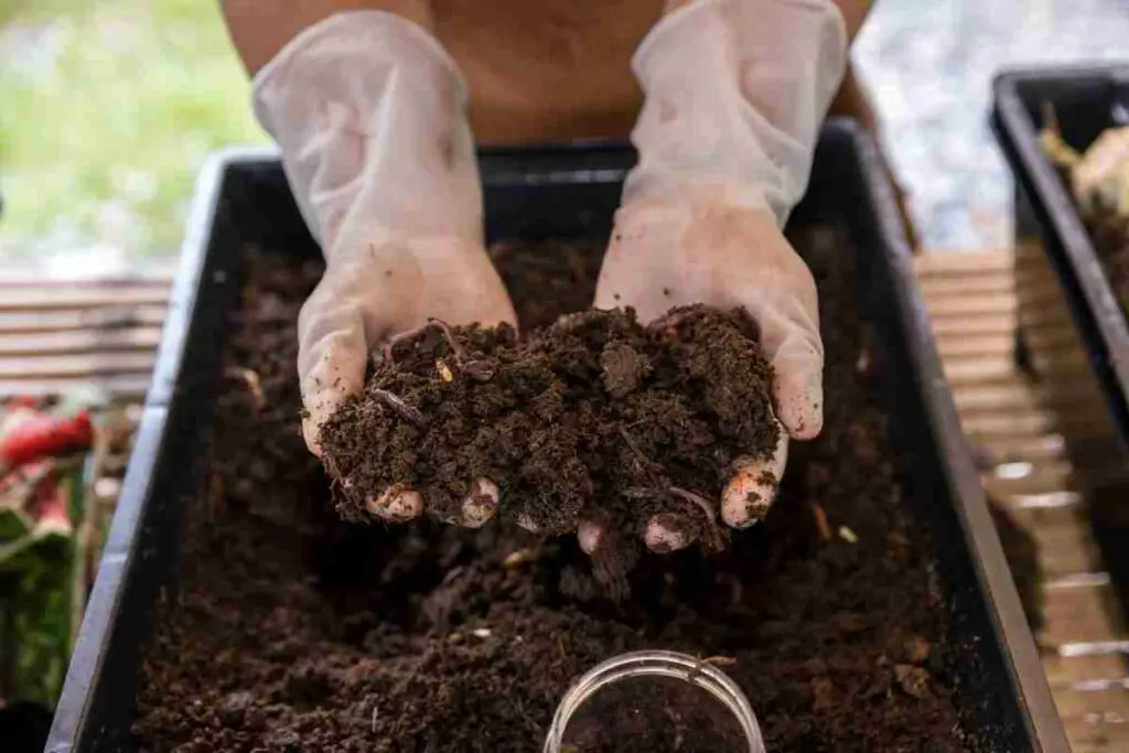 Mãos com luvas brancas segurando um punhado de adubo orgânico, representando a saúde do solo.