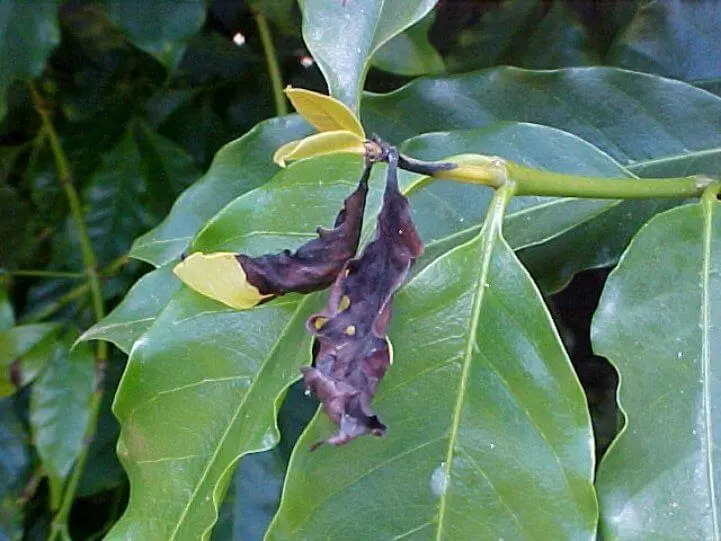 close-up de um ramo de cafeeiro, destacando um sintoma conhecido como ‘seca de ponteiros’ ou ‘queima dos po