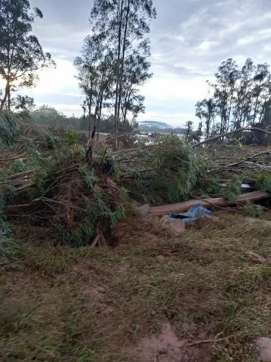 cenário de devastação em uma área rural ou de floresta plantada, provavelmente após a passagem de um even