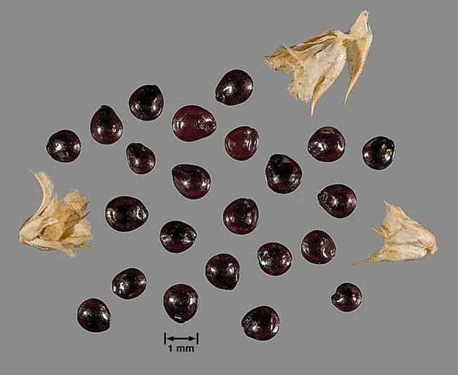 uma macrofotografia de sementes da planta daninha conhecida como caruru (gênero Amaranthus), dispersas sobre
