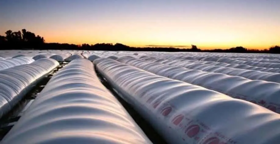 vasto campo agrícola ao amanhecer ou entardecer, preenchido por inúmeros silos-bolsa (ou ‘bag silos’) alinh
