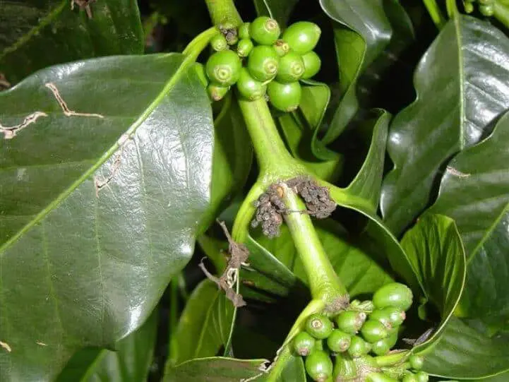 close-up de um ramo de cafeeiro, mostrando detalhes importantes para a análise fitossanitária. Observam-se
