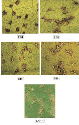 Esta imagem é uma composição de cinco fotografias em close-up que ilustram diferentes estágios e severidades de uma doença fú