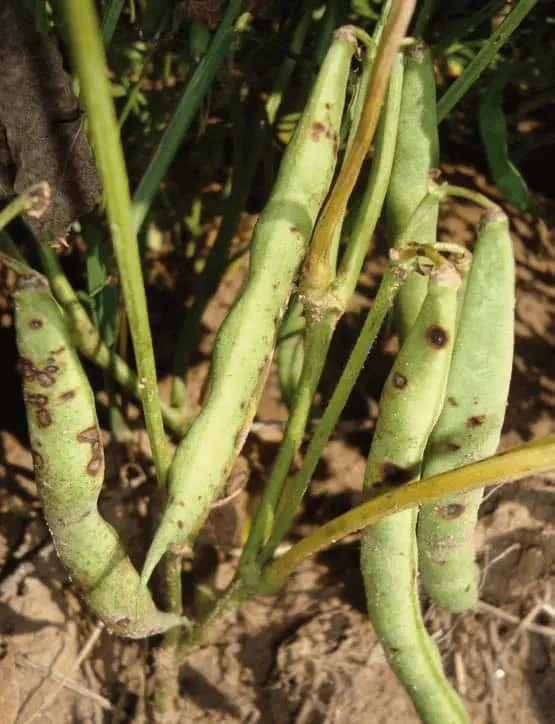 close-up de uma planta agrícola, focando em suas vagens verdes que estão severamente afetadas por uma doenç