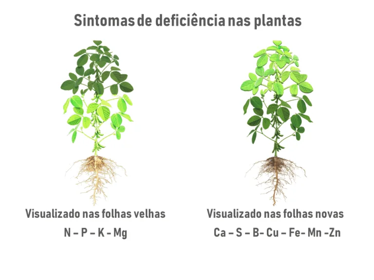 infográfico educacional que ilustra os sintomas de deficiência nutricional em plantas, utilizando duas represen