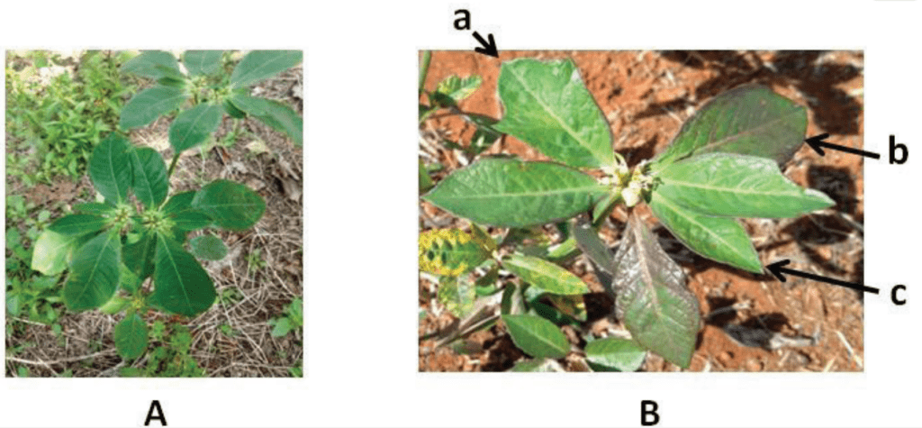 comparação visual, dividida em duas partes, ‘A’ e ‘B’, de uma planta de amendoim-bravo (Euphorbia hete