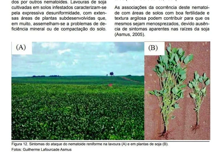 composição de duas fotografias, (A) e (B), que ilustram os sintomas do ataque do nematoide reniforme na cultur