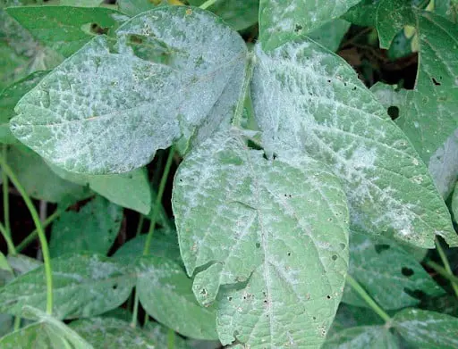 close-up de folhas de uma planta, provavelmente soja, que estão severamente afetadas por uma doença fúngica