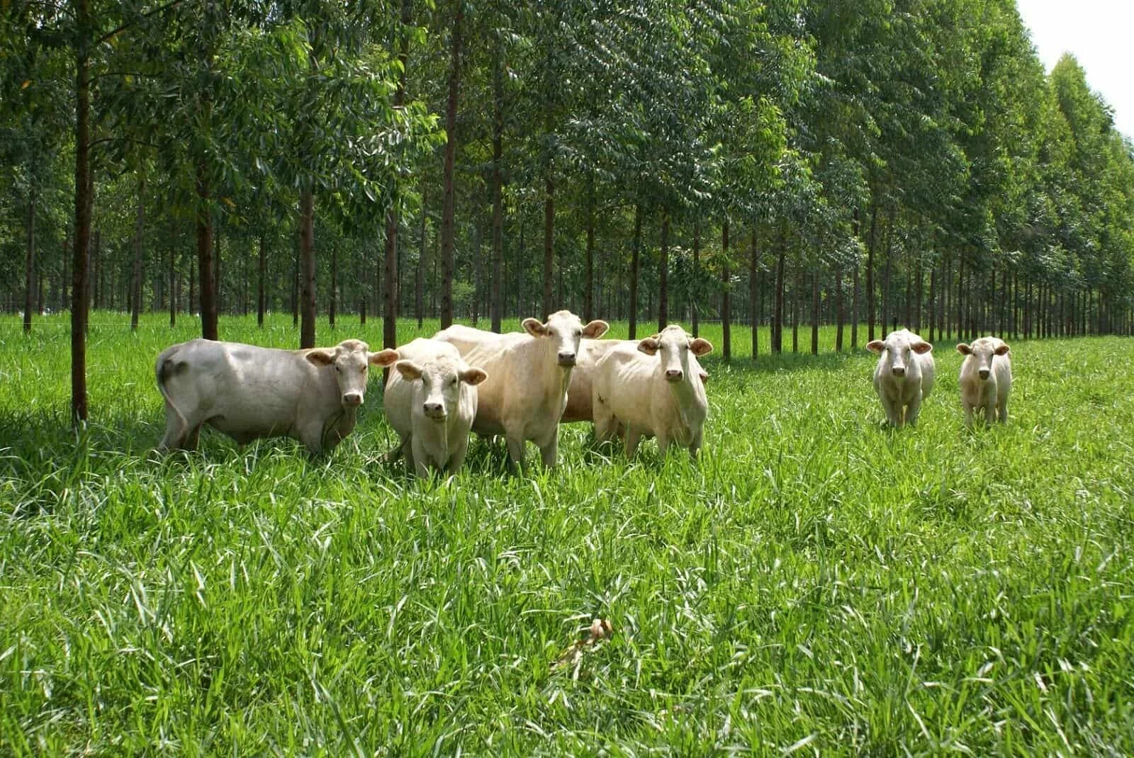cenário de pecuária sustentável, especificamente um sistema de integração lavoura-pecuária-floresta (ILPF