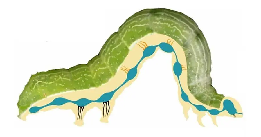 ilustração didática sobre a anatomia interna de uma lagarta, especificamente seu sistema nervoso. Sobr