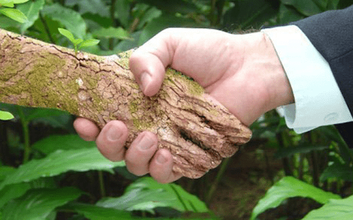 aperto de mãos simbólico entre um homem de negócios e a natureza. Uma das mãos é humana, com a manga de um