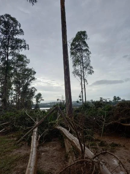 cenário de devastação em uma área rural, provavelmente uma plantação de eucaliptos, após a ocorrência de