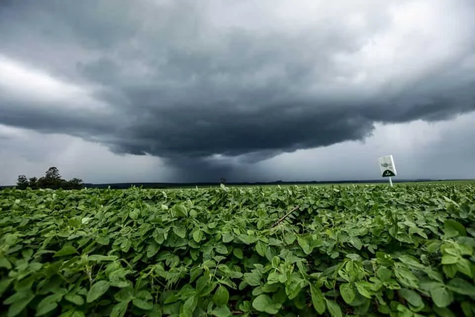 cena dramática e de alta tensão em uma paisagem rural. Em primeiro plano, uma extensa e viçosa lavoura d