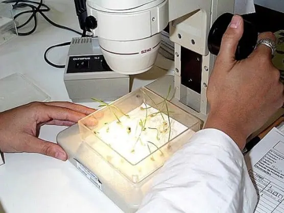 ambiente de laboratório, onde uma pessoa, vestindo um jaleco branco, realiza uma análise detalhada de plâ