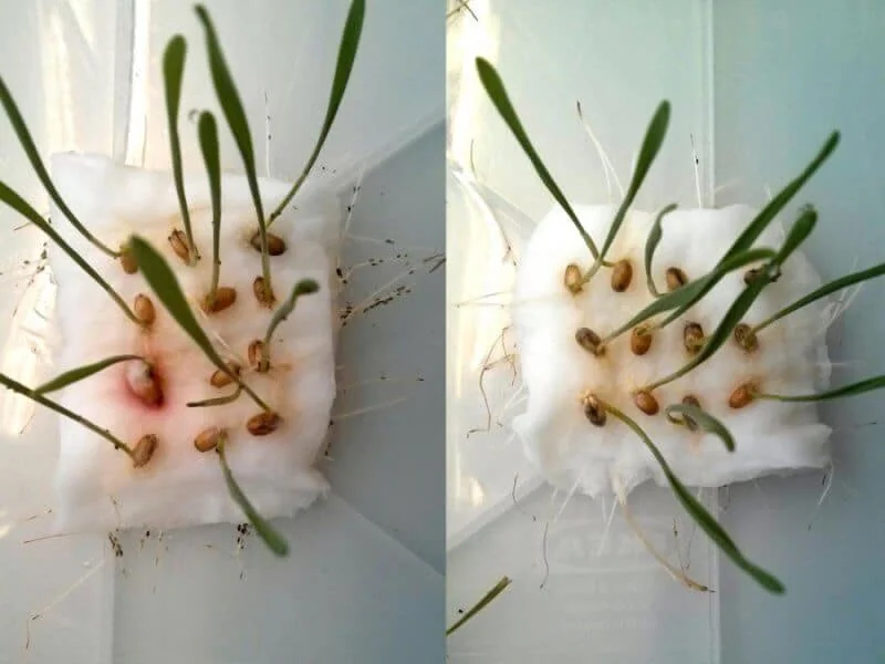 teste de germinação de sementes, provavelmente de alguma gramínea como trigo ou cevada, realizado em labora