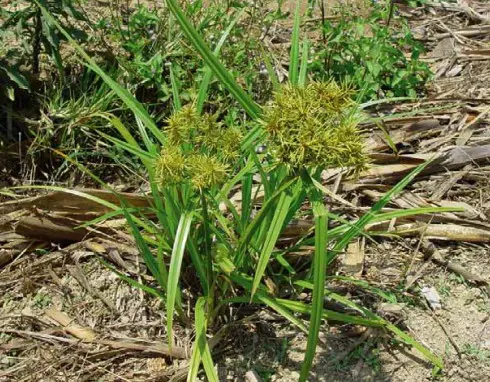 primeiro plano uma touceira da planta daninha conhecida como tiririca (provavelmente do gênero Cyperus), em