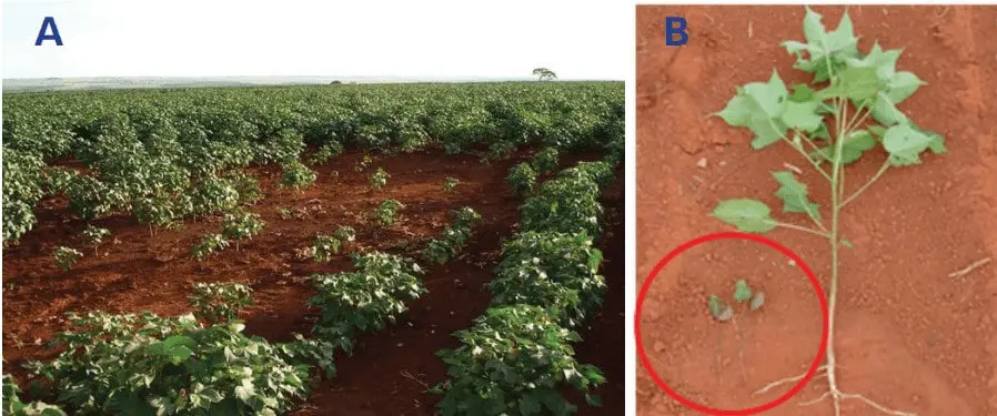 composição de duas fotos, A e B, que ilustram o problema do ’tombamento’ em uma lavoura de algodão. A foto A m