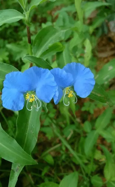 close-up detalhado de duas flores de trapoeraba (gênero Commelina), uma planta daninha comum em lavouras br