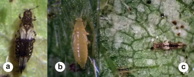 composição de três fotografias em close-up, identificadas pelas letras ‘a’, ‘b’ e ‘c’, que ilustram a praga ag