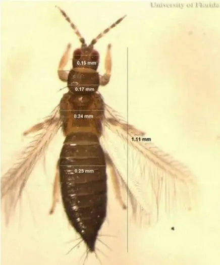 uma visão macroscópica detalhada de um inseto adulto da ordem Thysanoptera, popularmente conhecido como tripes