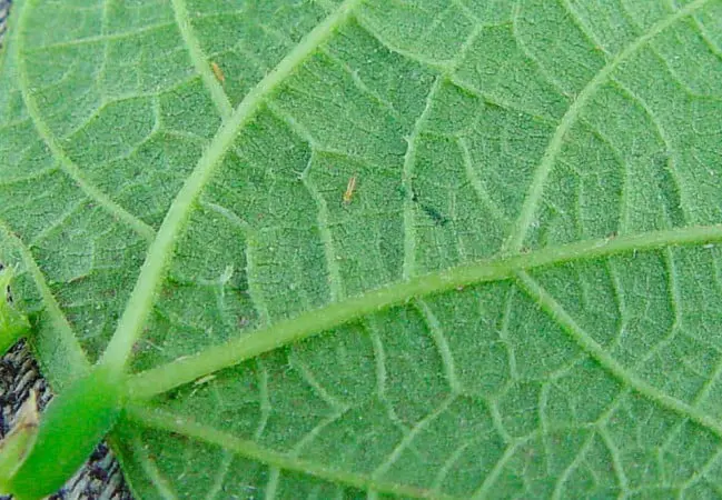 Esta é uma imagem macrofotográfica que exibe a superfície de uma folha de planta verde, com suas nervuras e textura finamente