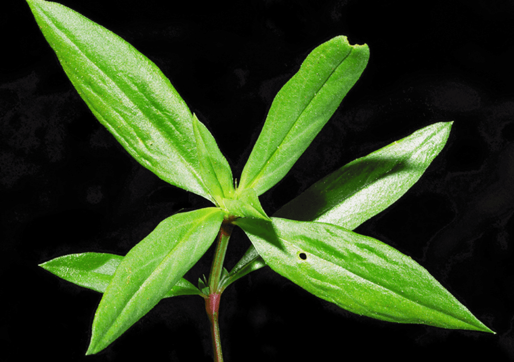 close-up detalhado da planta daninha conhecida popularmente como vassourinha-de-botão (Borreria latifolia