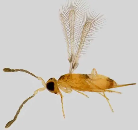 uma fotografia macro de uma vespa parasitóide, um inseto minúsculo de grande importância para a agricultura. O